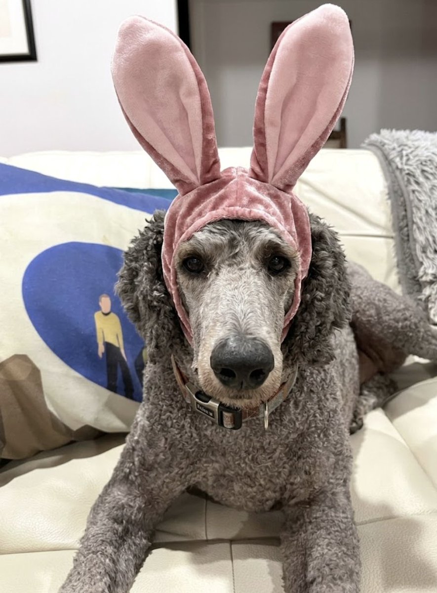 crypto_condom's tweet image. Oh the indignities he suffers.
Happy Easter! / Chag Pesach Sameach! 🫶