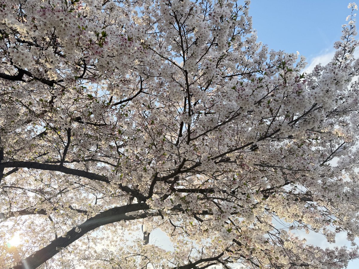 あさとにんにんに恋したJ tweet media