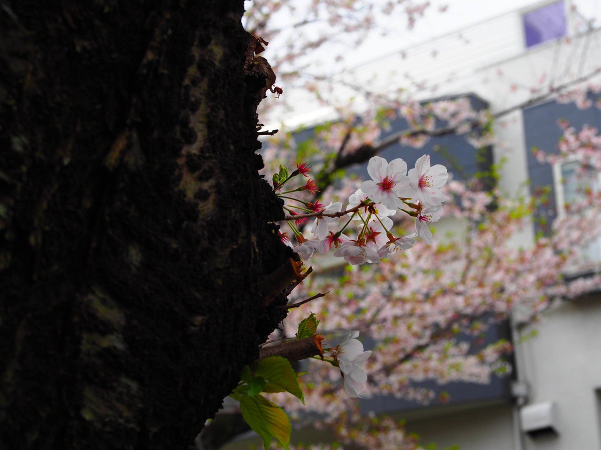 Y_Itoga's tweet photo. #omsystem
#キリトリセカイ 
#epl8 
OLYMPUS PEN  E-PL8 
M.ZUIKO DIGITAL ED 12-45mm F4PRO 
昨日までの雨と風で桜も散って見ごろもすぎたみたい https://t.co/fqnewjsQDJ