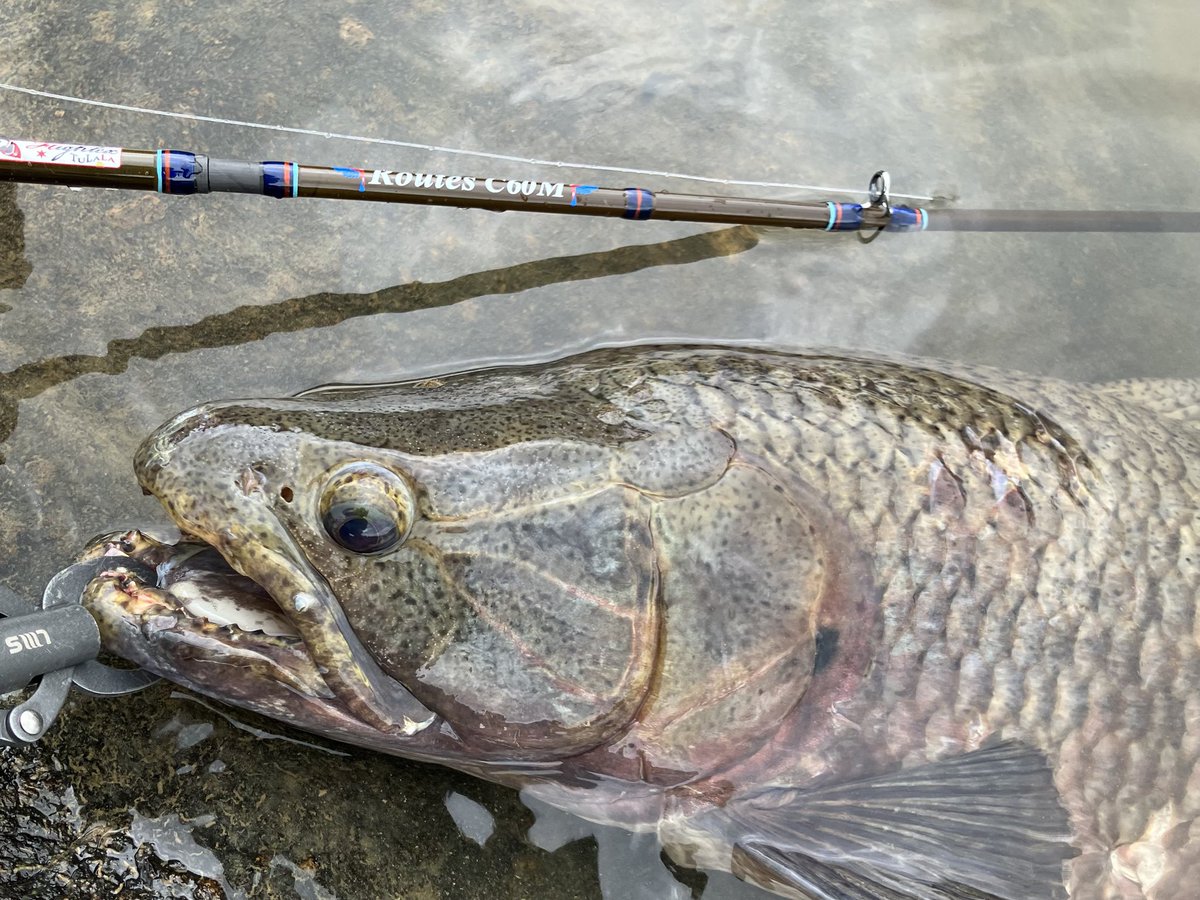 世界の果てまで魚釣り tweet media