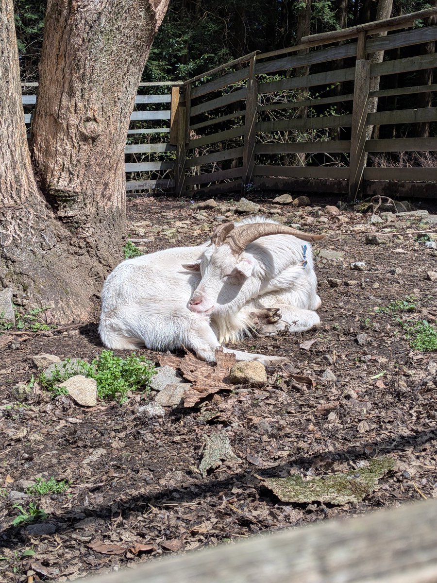 ちょーたい3/28ずとまよ福岡 tweet media