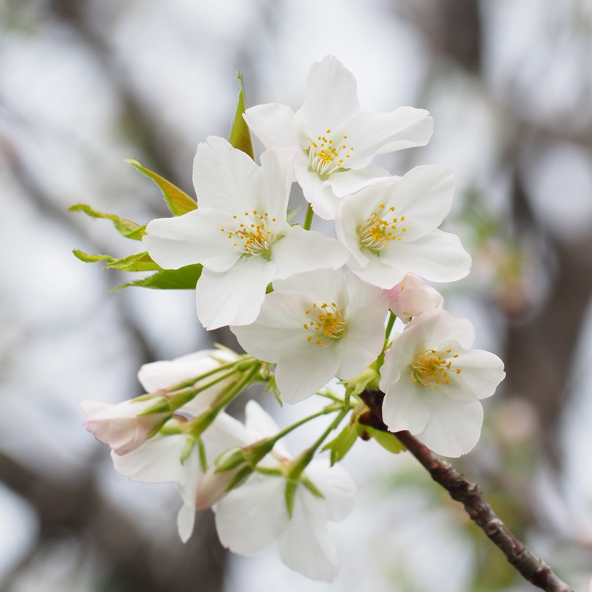 三溪園 tweet media