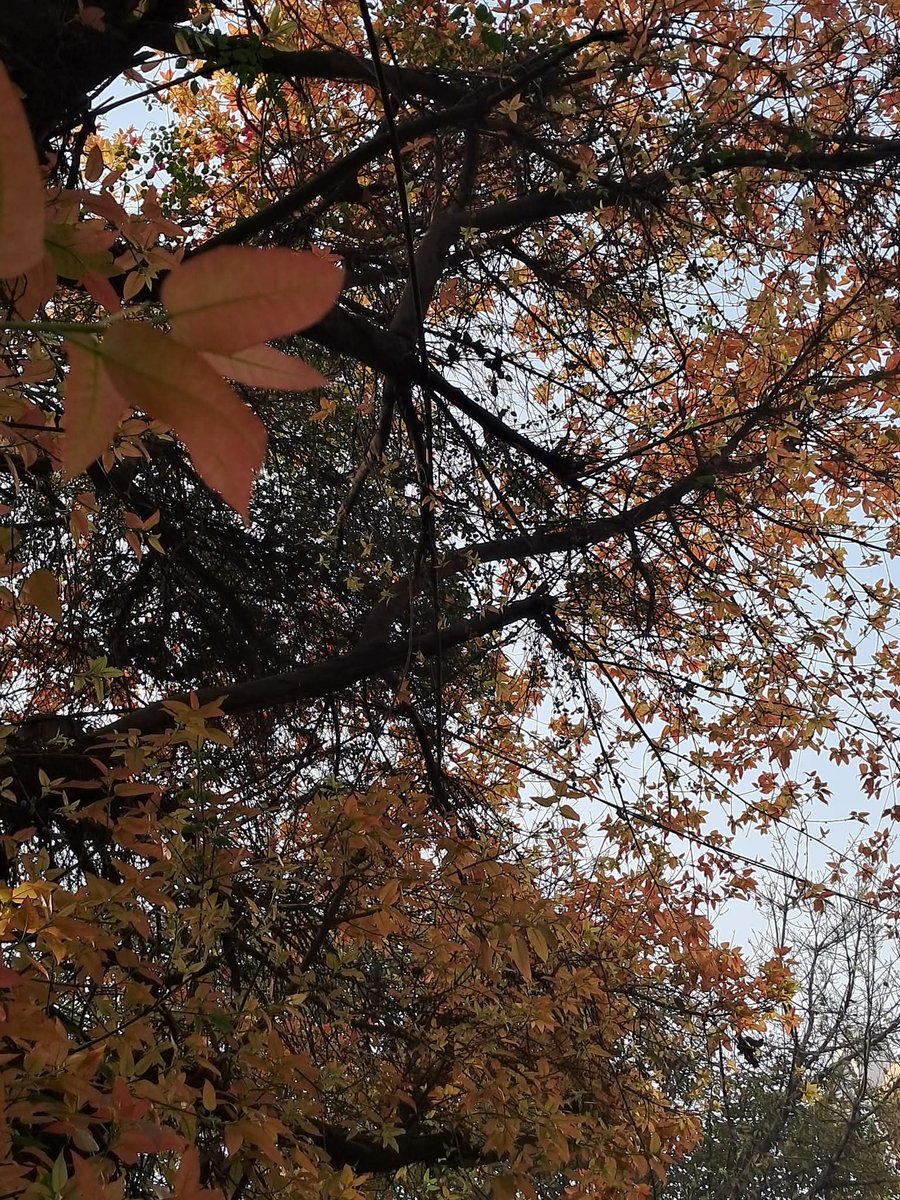 Usha Wildflower 🌱📚 🍀 tweet media