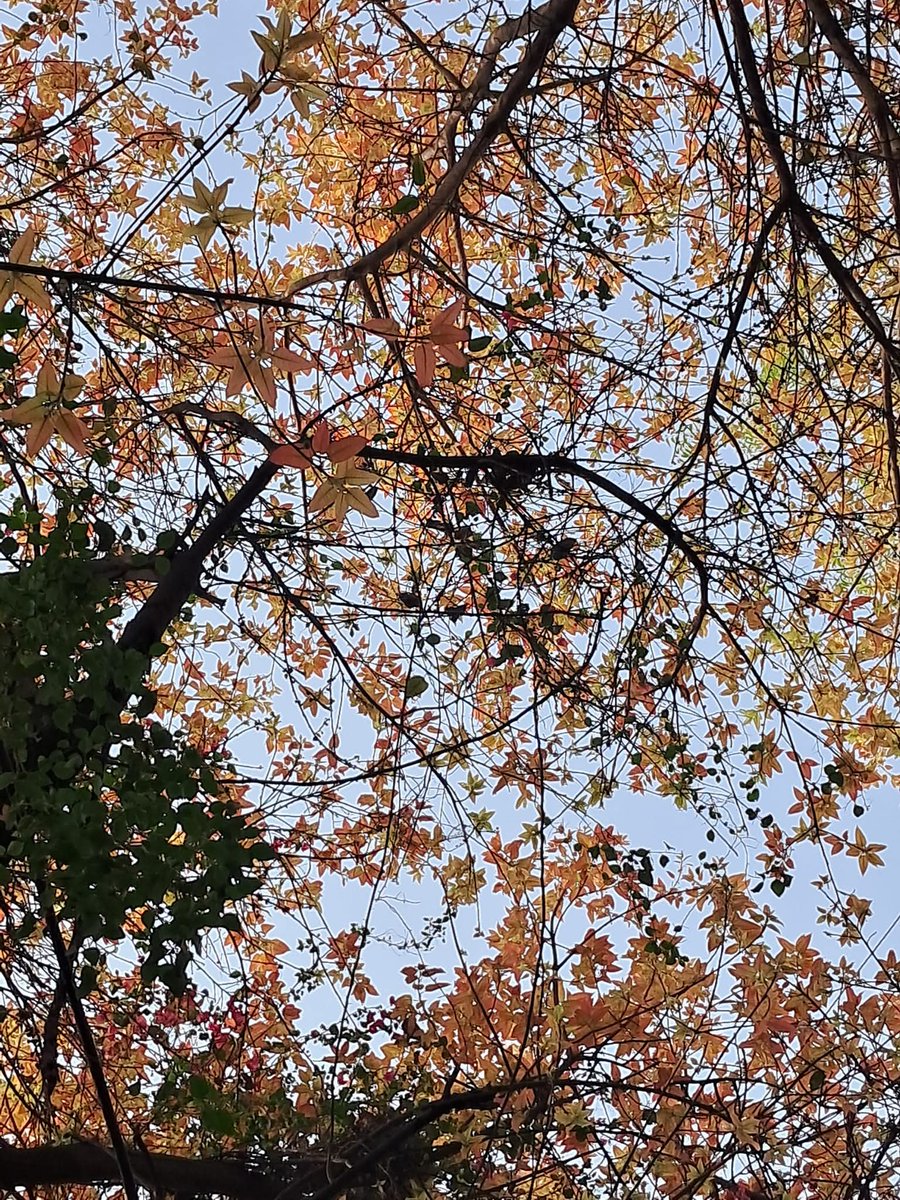 Usha Wildflower 🌱📚 🍀 tweet media