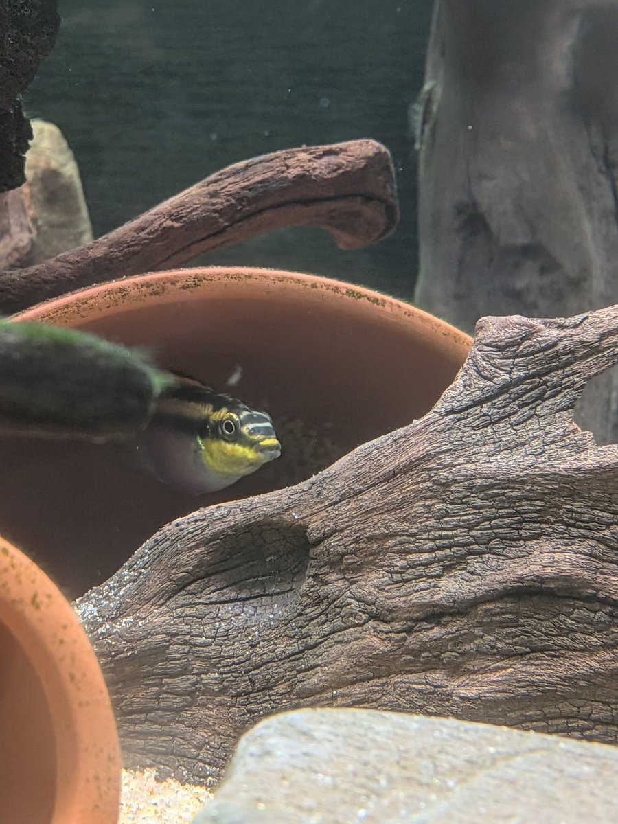 yoshi_everfree's tweet photo. プルケールも産卵😅
前回も同時期やったけど、季節の変わり目なん？ https://t.co/kgMxKIlorO