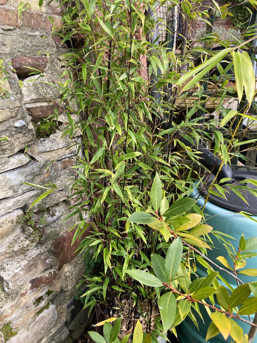 The Money Squirrel tweet media