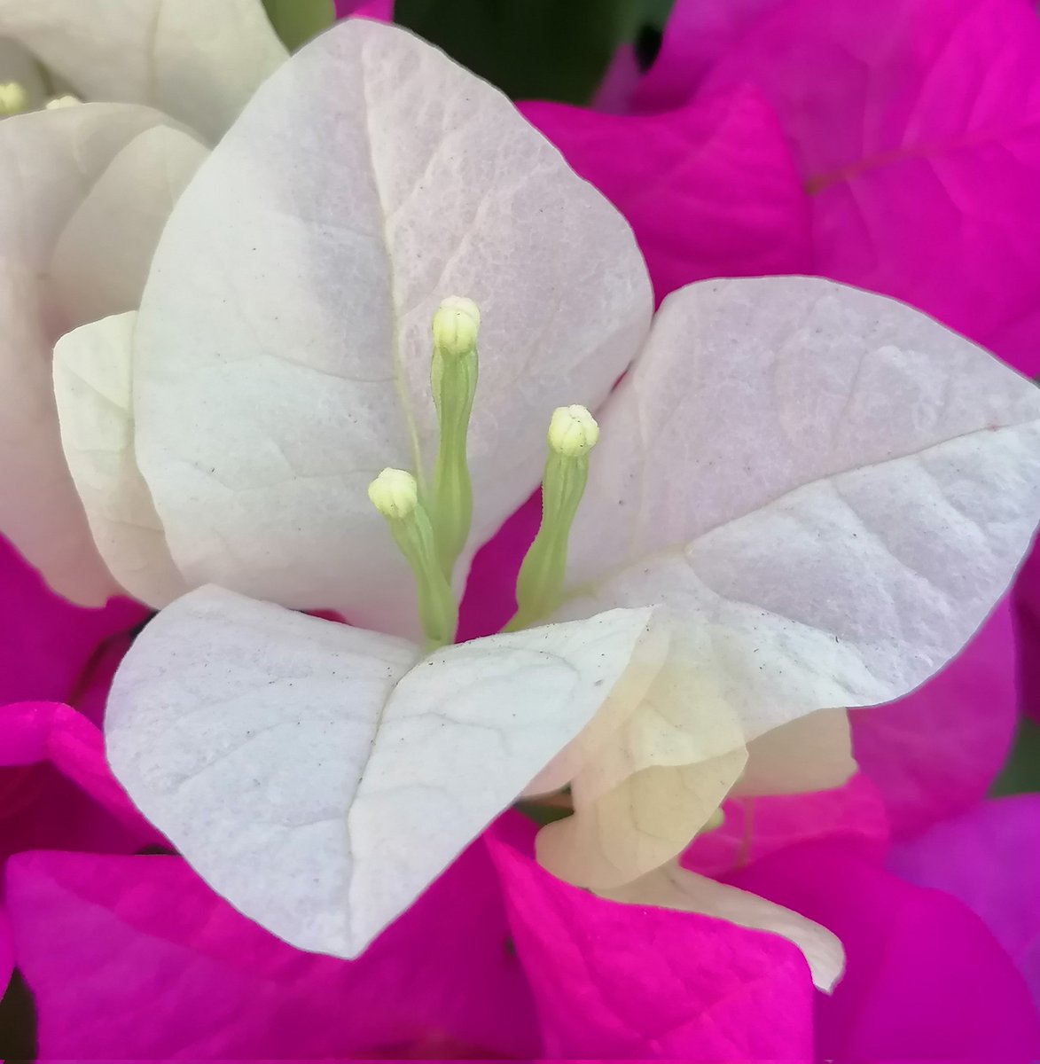 Farah Sozimo tweet media