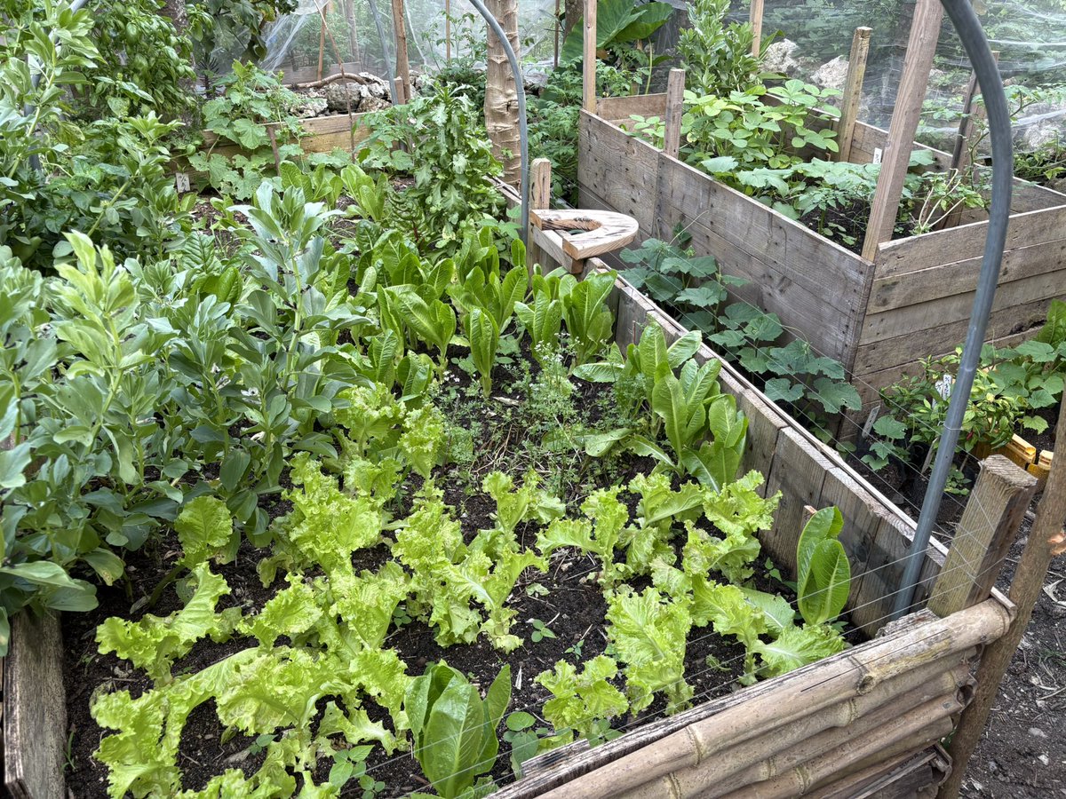 マンダリン🇯🇵南の島で疎開暮らし tweet media