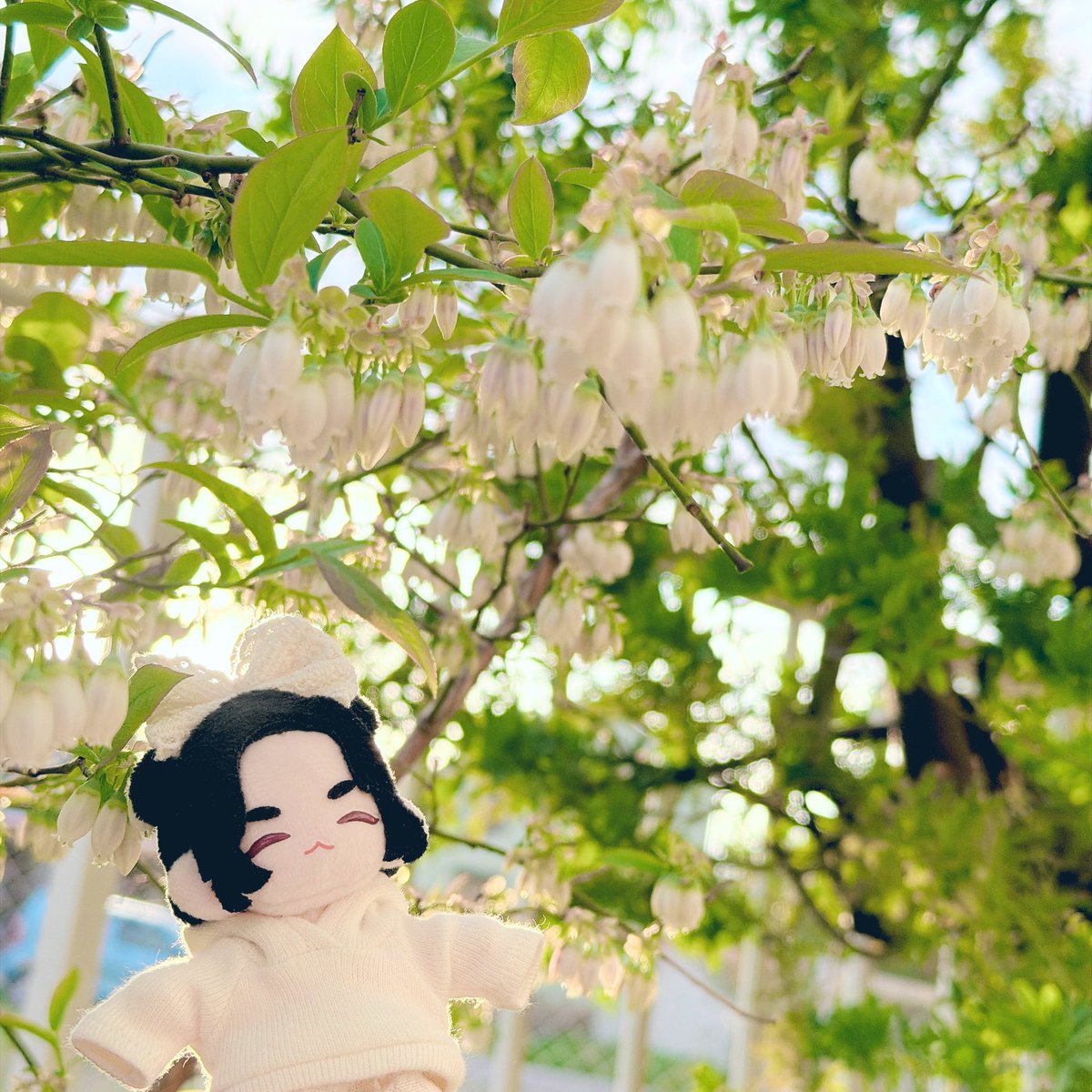 ゆんちゃんと🫐の花。
今年もたくさん実といいね。