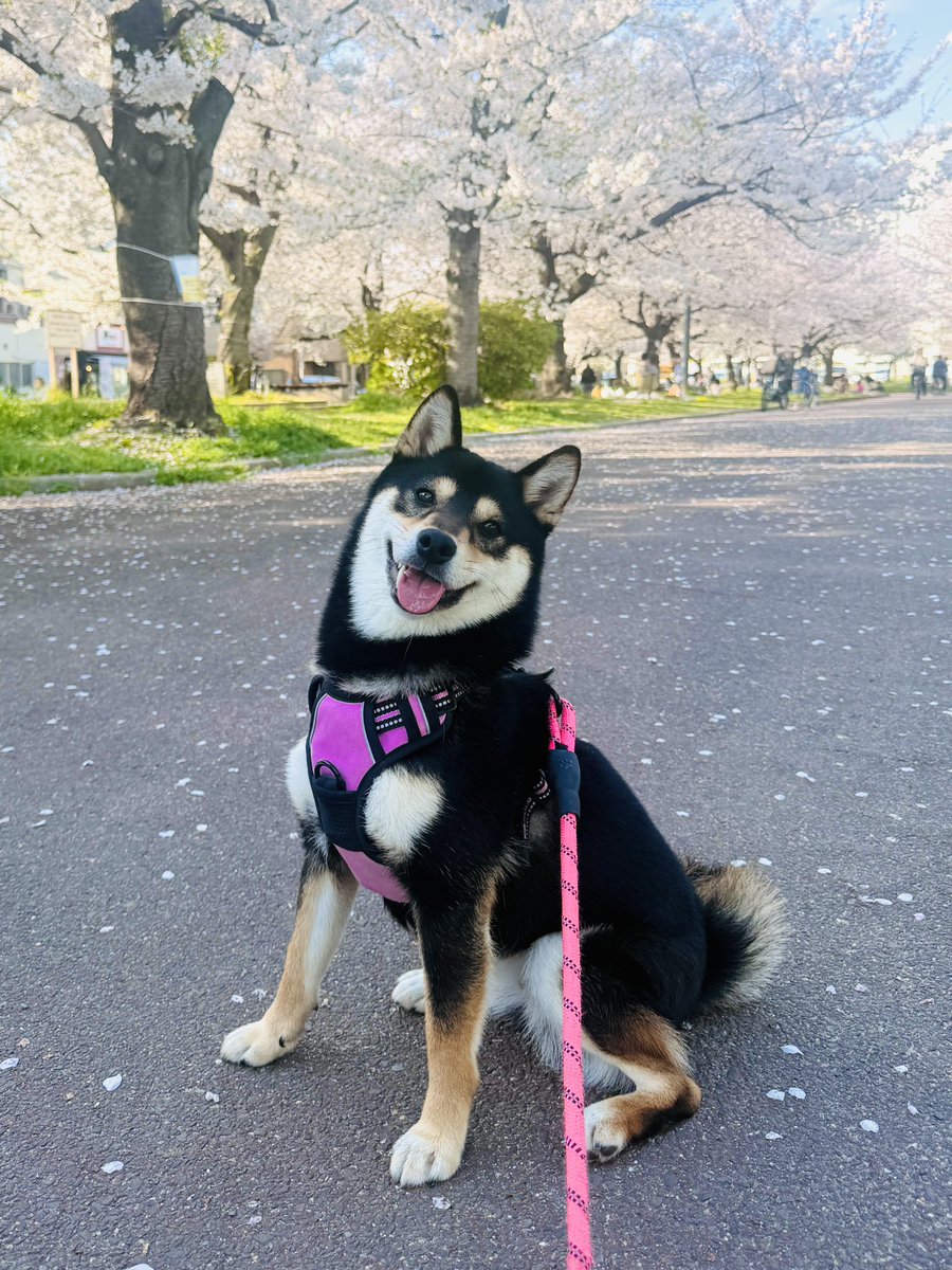 ゲーミングあさいちゃん tweet media