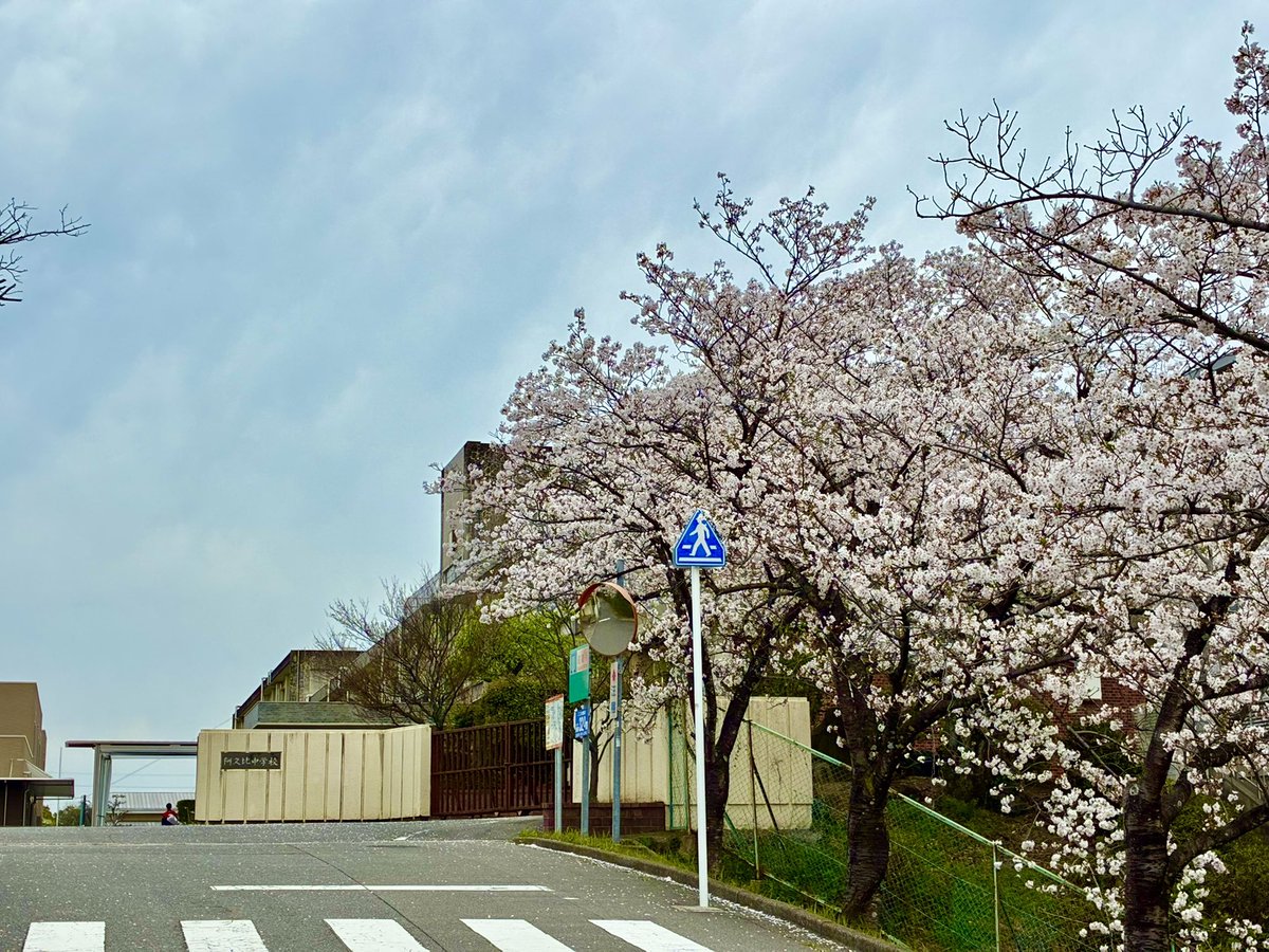 GEN_M_6's tweet image. 土曜日は地元の桜巡り20km.
日曜日はクラブ練. 加木屋緑地でクロカンコース10km.

母校の桜は、42年前、45年前と同じように咲いてました🌸

光陰如矢

少年易老 学難成

母校を前に実感として迫ってきたけど、
でもぼくはまだ悪あがきをしよう。

そんな風なことを思いました😌

#running