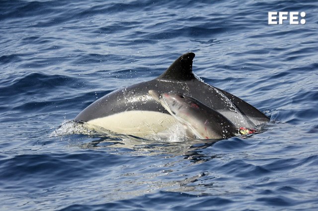 EFE_Andalucia's tweet photo. Un equipo del Instituto de Investigación Marina (INMAR) de la Universidad de Cádiz ha desarrollado un sistema de inteligencia artificial para detectar silbidos de cetáceos en el Estrecho de Gibraltar, uno de los entornos marinos más ruidosos y complejos del mundo. https://t.co/lZWxdBt2os