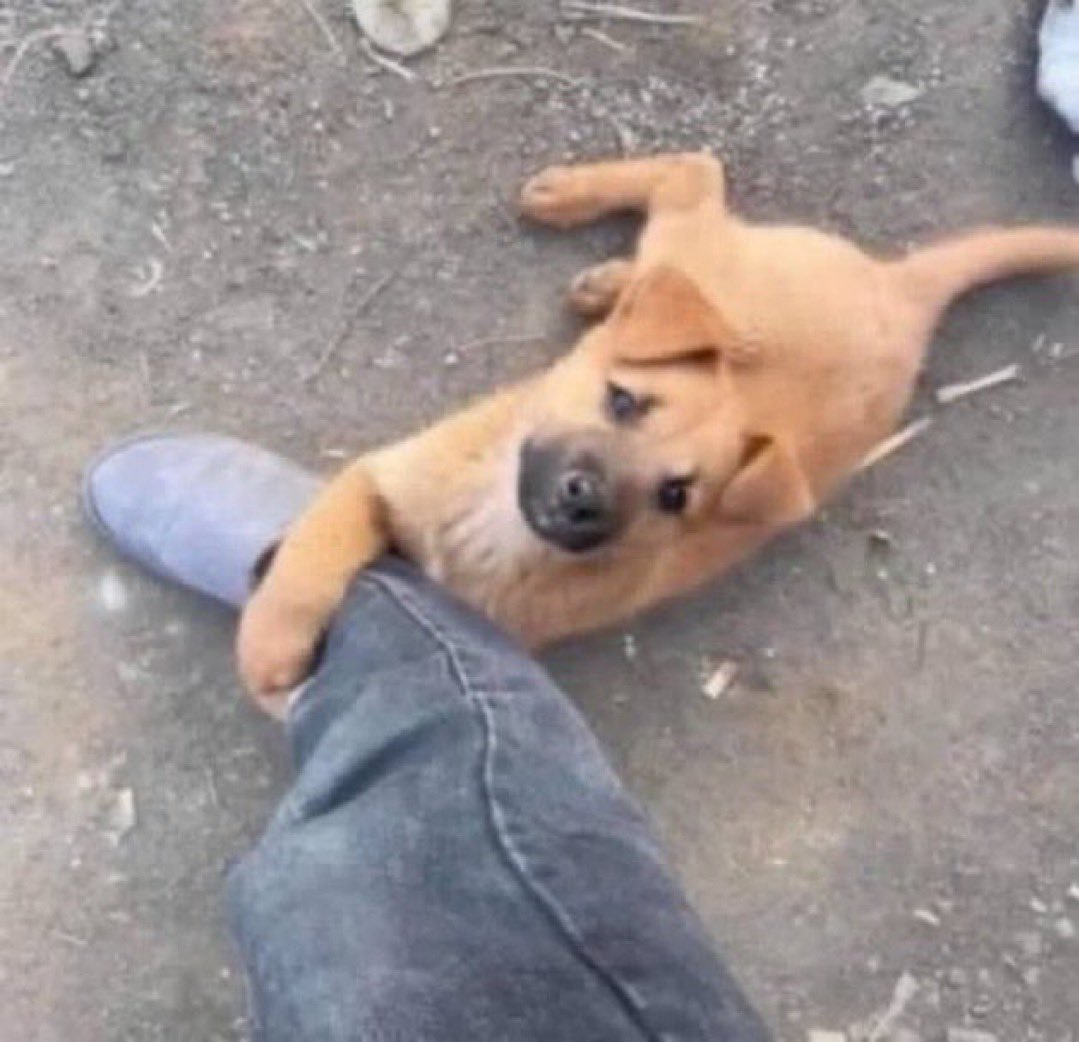 OGA IGWE tweet media