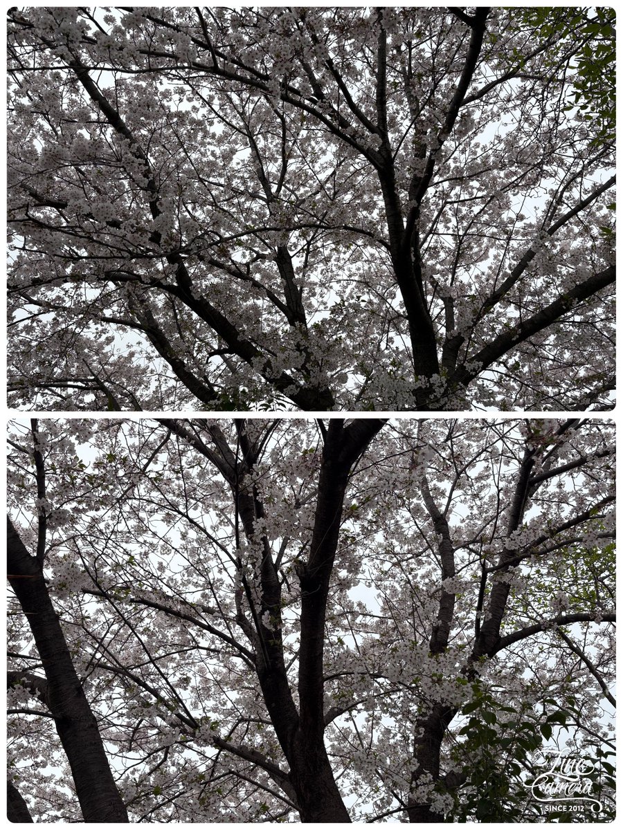今日は仕事お休みでお天気もまあまあだったので２回もミンの散歩に行って来ました💕雨や風が強い日があったのに桜🌸は満開入学式まで間に合って良かったね😄
2人ともイケメンでめっちゃ可愛い顔❤️‍🔥
ドキドキ💓です！8日の日にラーメン博物館に行って来ます。1人何個って決まってるのかな？