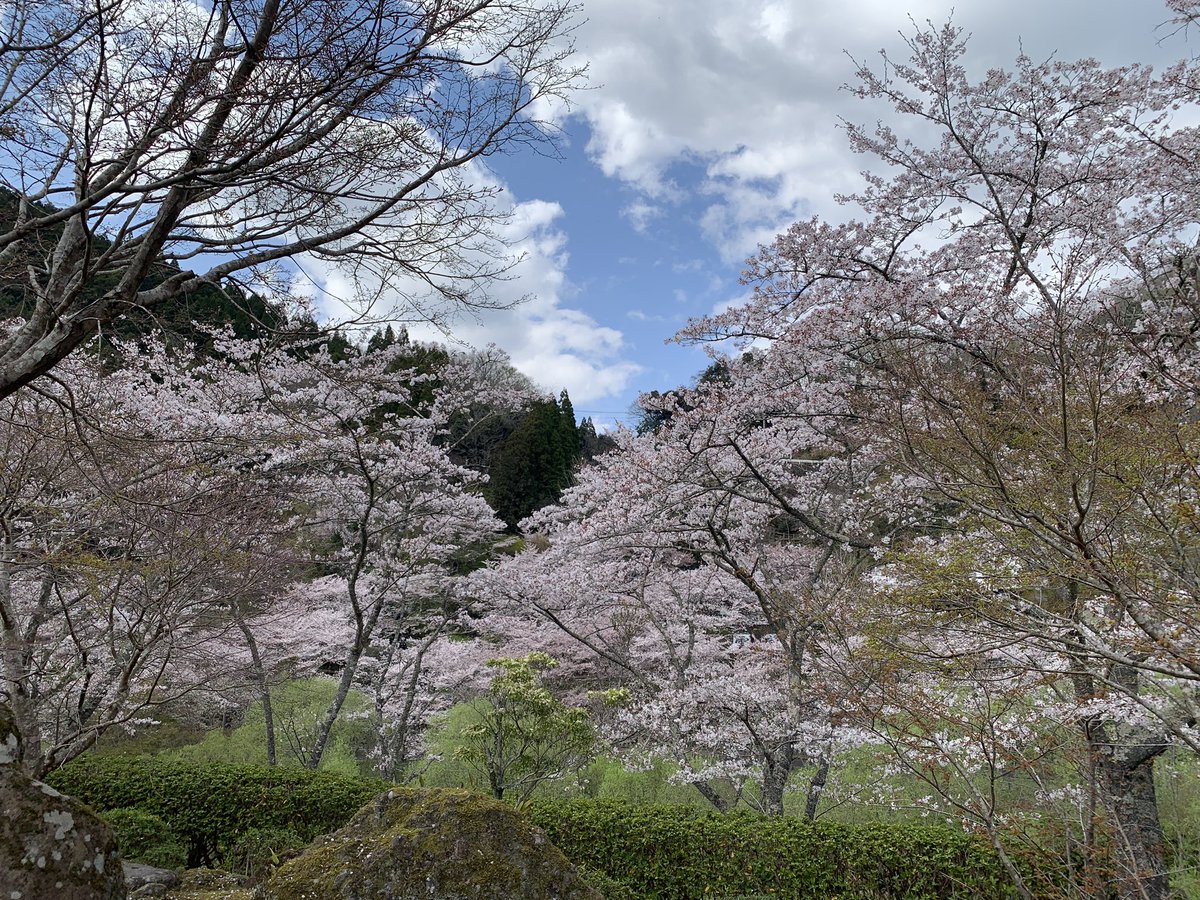 グッピー tweet media