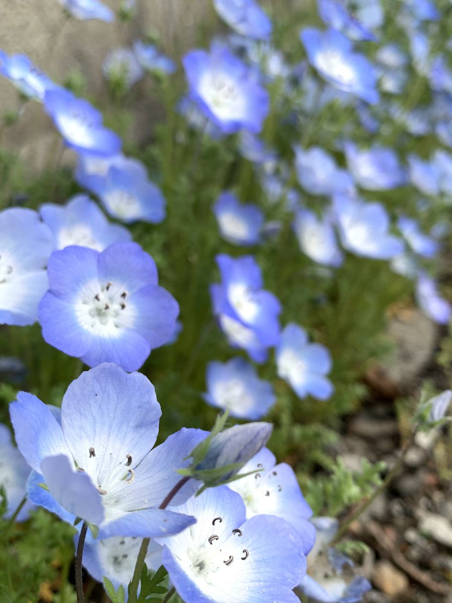 グッピー tweet media