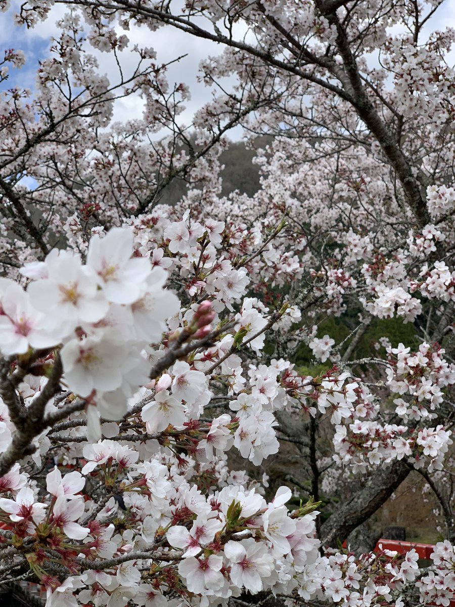 グッピー tweet media