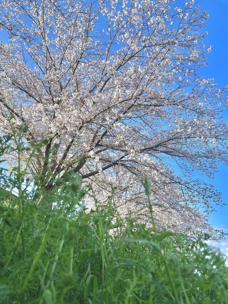 さこう tweet media