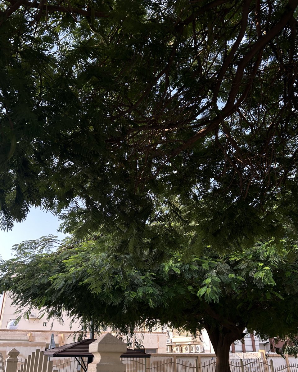 sunfllowerxoxo's tweet image. a walk and my favorite playlist. #therapy