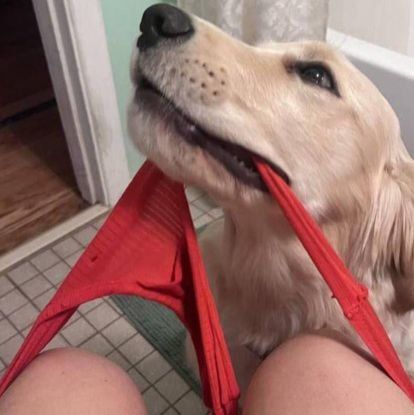 JoyceD6513's tweet photo. My hot dog goes deep in me, he dominates, check my telegram

https://t.co/ybbyRPTDUy

#zoophillia #animalsex #dogknotting #doglovers #zoophillia #zoosarevalid #beastiality #dogknot #zooprideisvalid #zoophile #antizoo #antizoophiles https://t.co/CfppSxzb6u