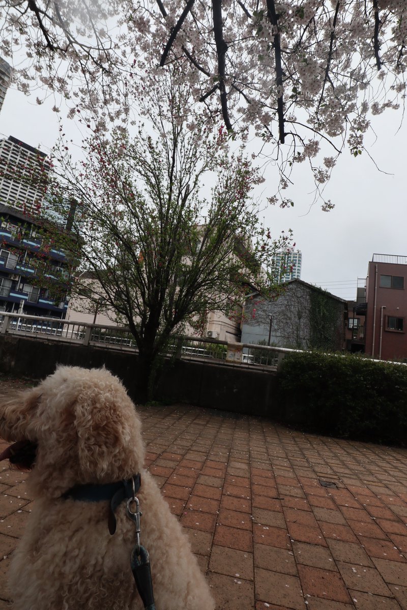 ライ太さん tweet media