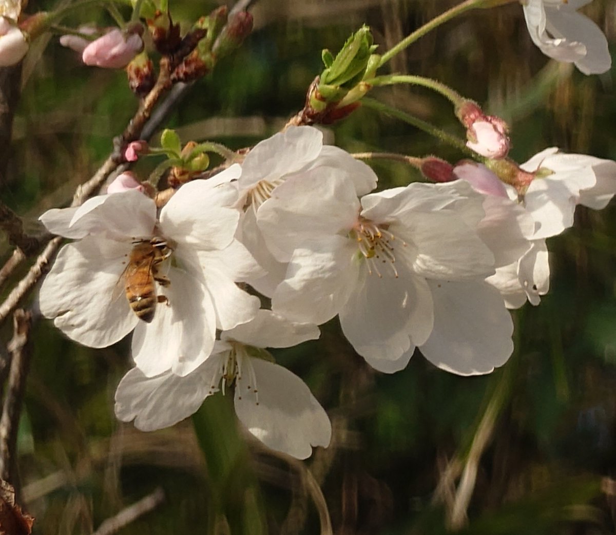 かず⭐ tweet media