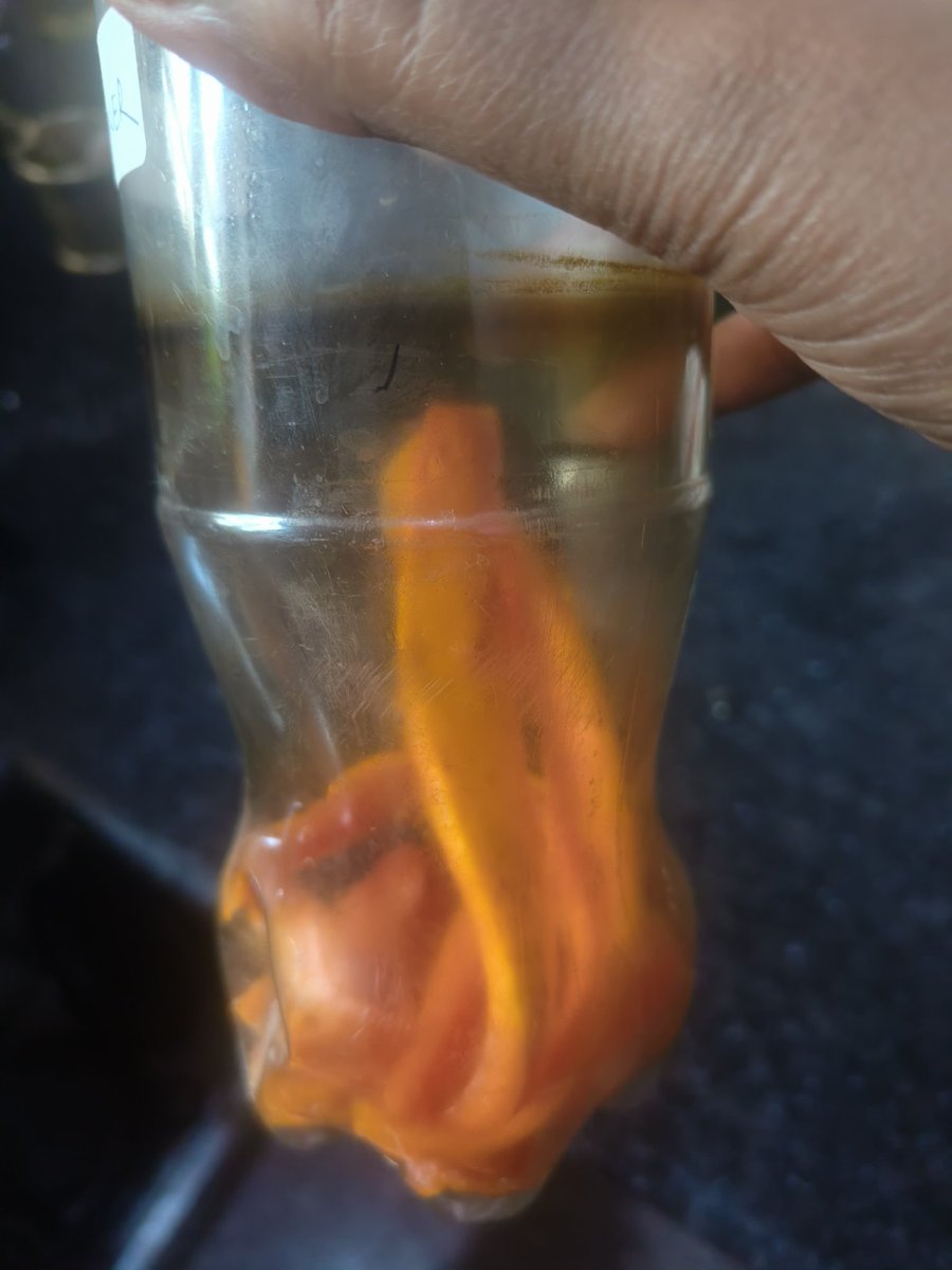 RangheraSingh's tweet image. Did you know?
Papaya peels can be converted into a powerful bio enzyme 
✔️ Natural cleaner
✔️ Odour remover
✔️ Eco-friendly solution
From kitchen waste to sustainable living 
#BioEnzyme #WasteManagement #GreenLiving #HarGharBioEnzyme