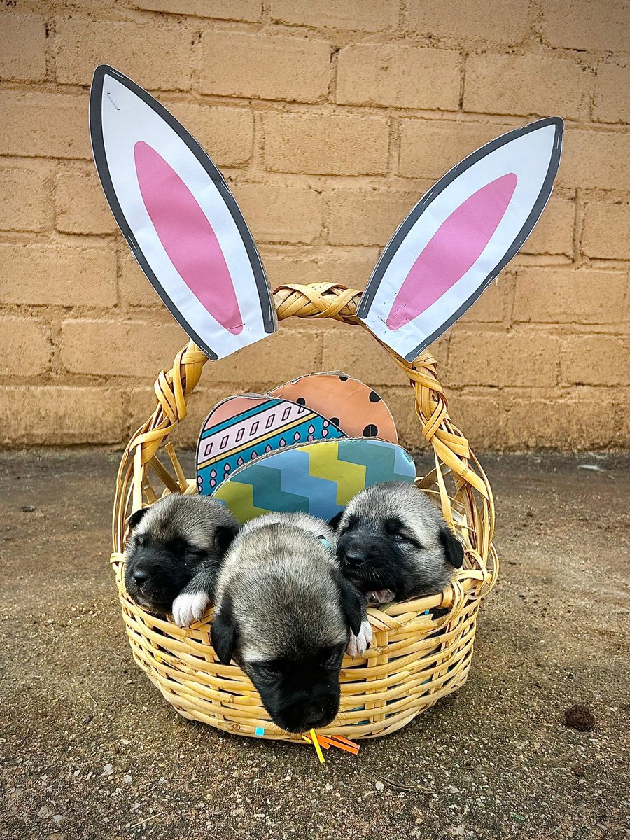 Cheetah Conservation Fund UK tweet media