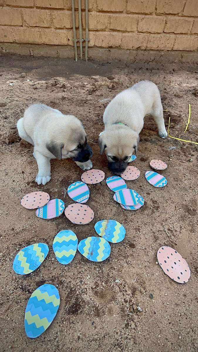 Cheetah Conservation Fund UK tweet media