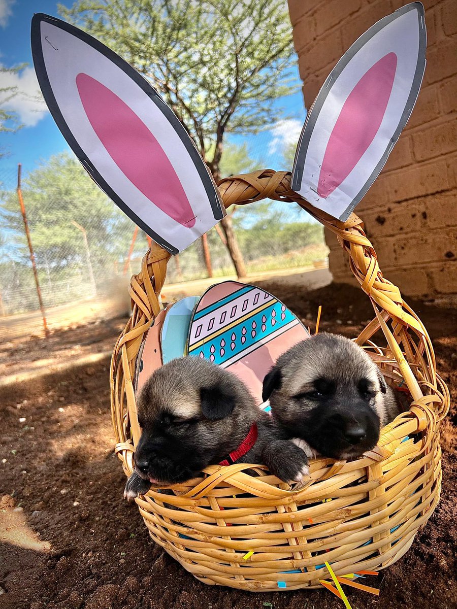 Cheetah Conservation Fund UK tweet media