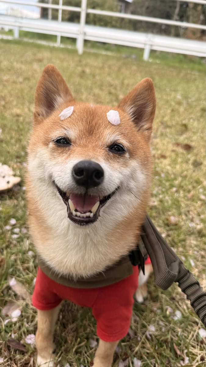 今年もマロ柴の季節になったワン🌸