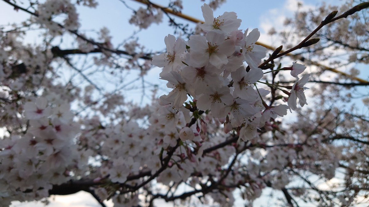 れい(れいパパ) tweet media