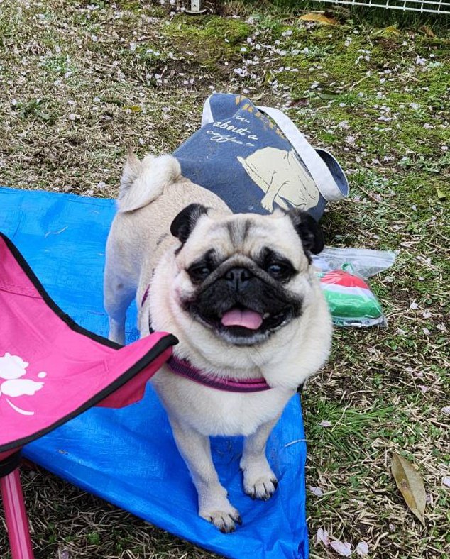 パグのぽんず tweet media