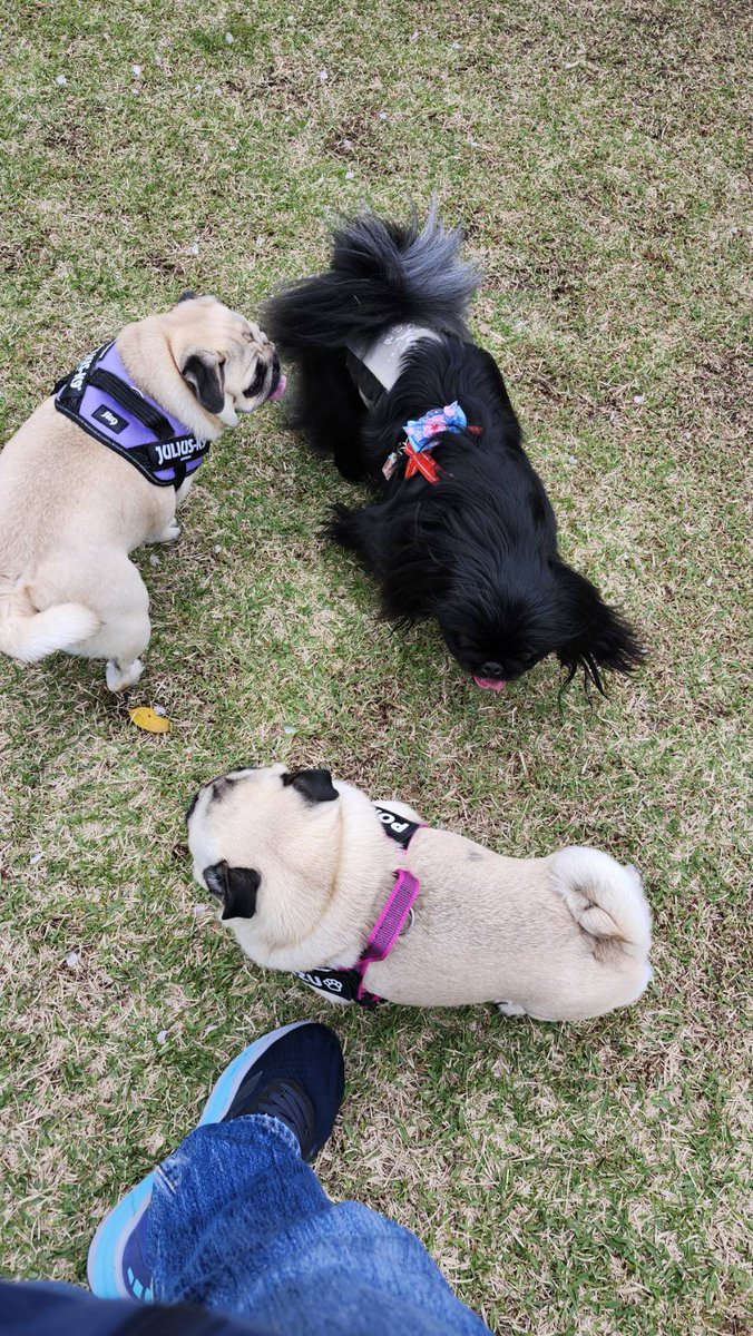 パグのぽんず tweet media