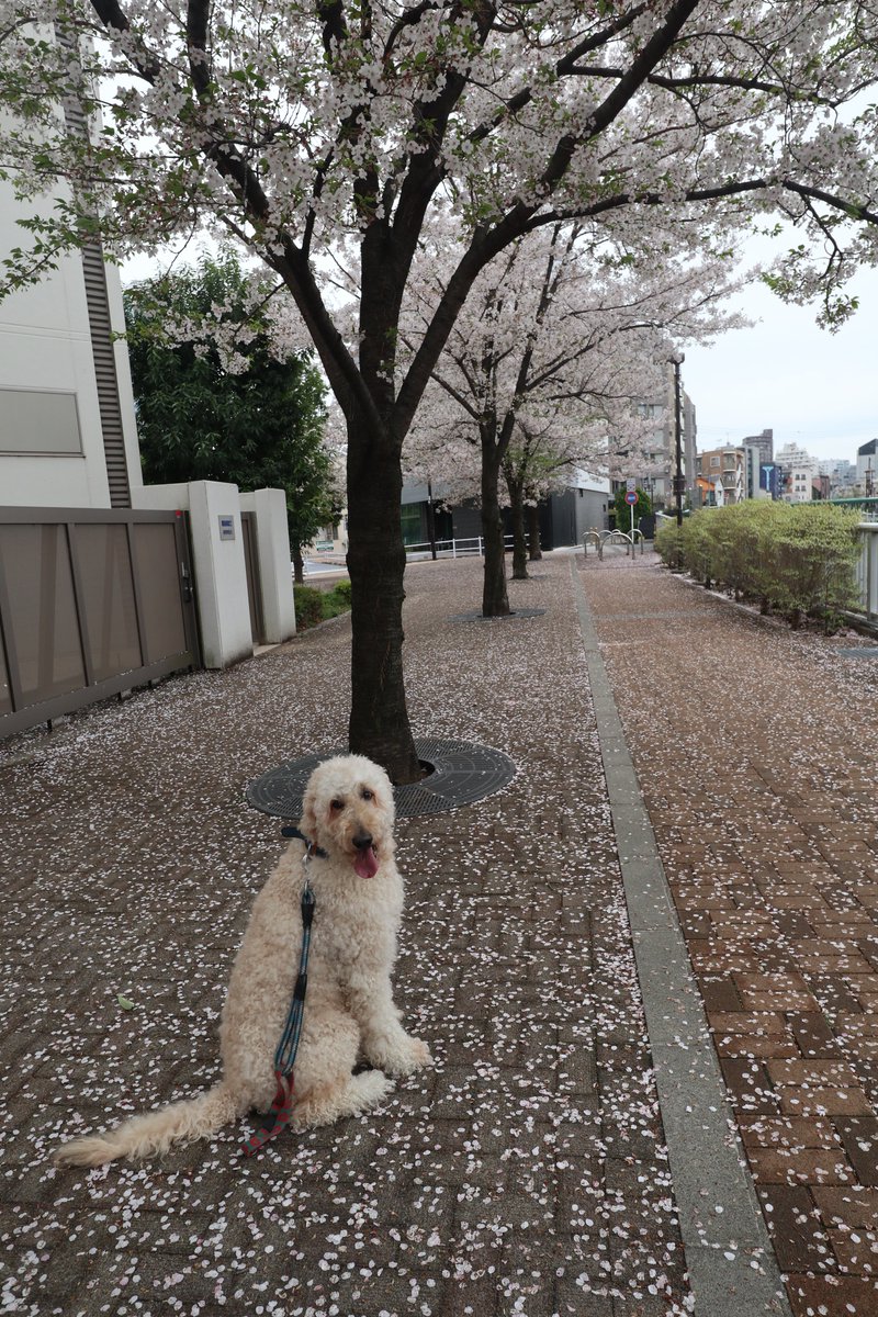 ライ太さん tweet media