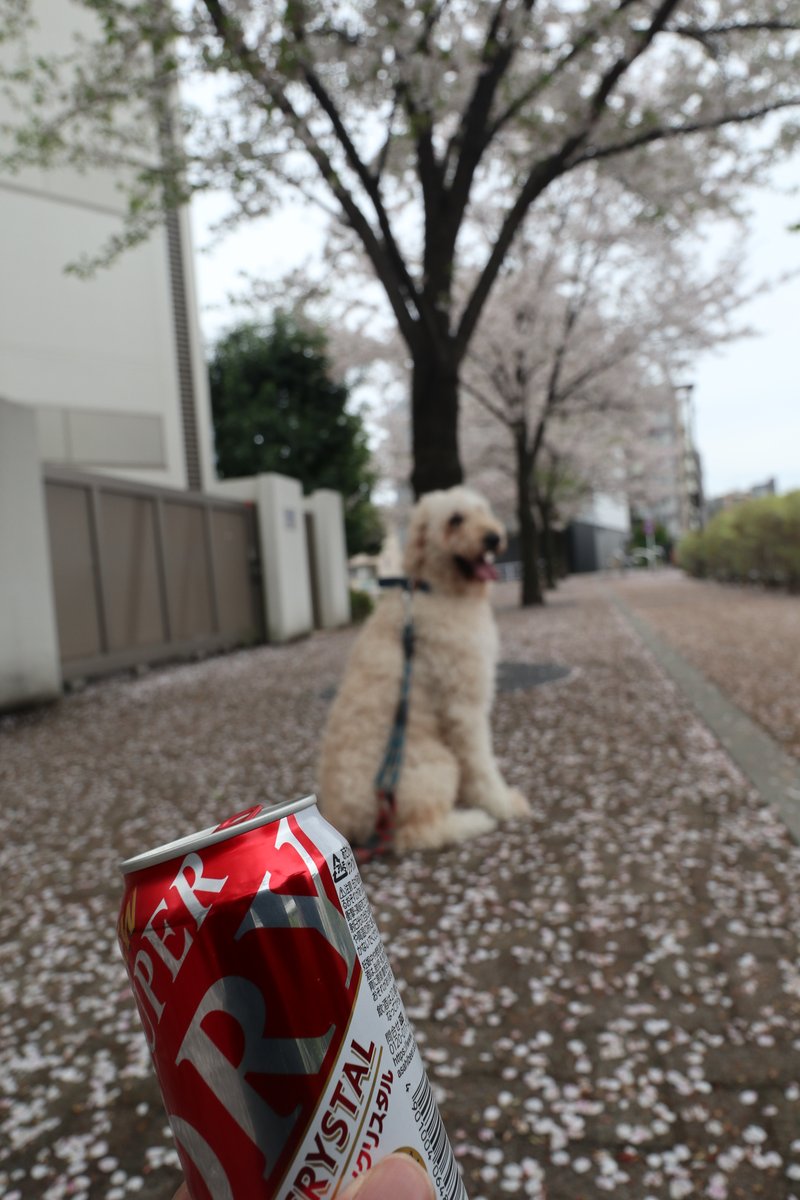 ライ太さん tweet media