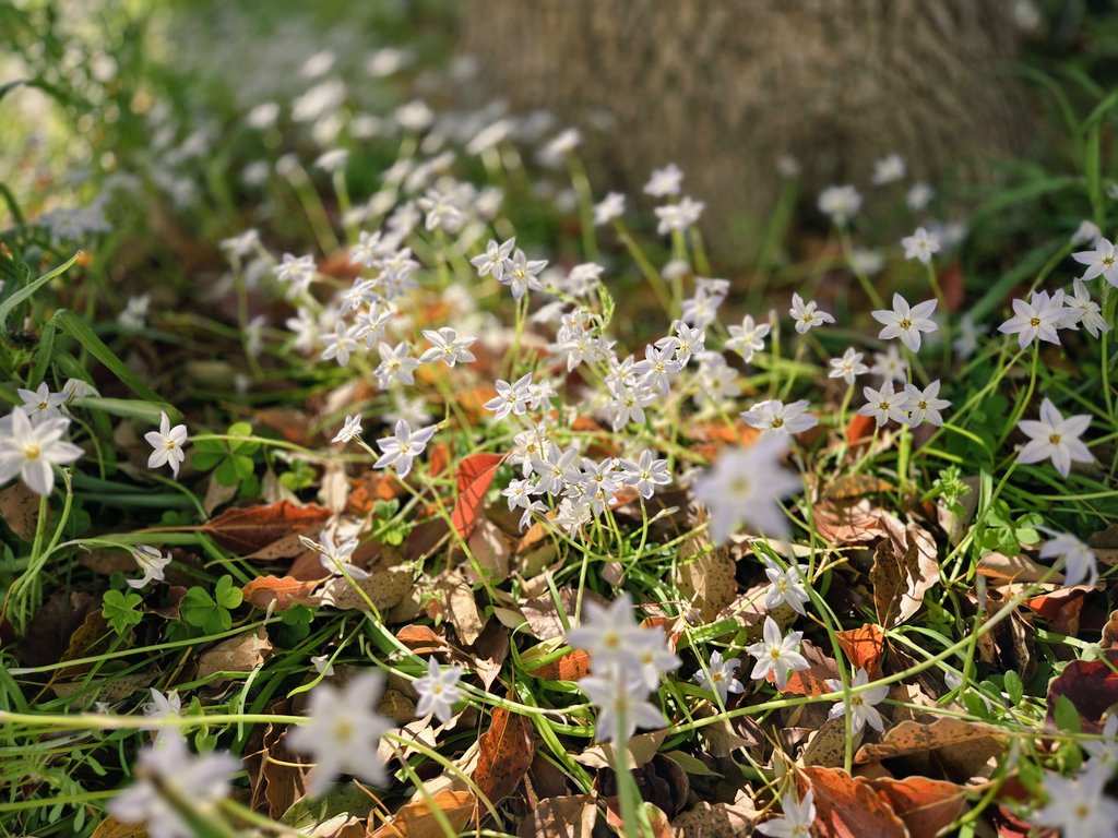散歩中に撮った一枚です。小さな花が咲いていました。