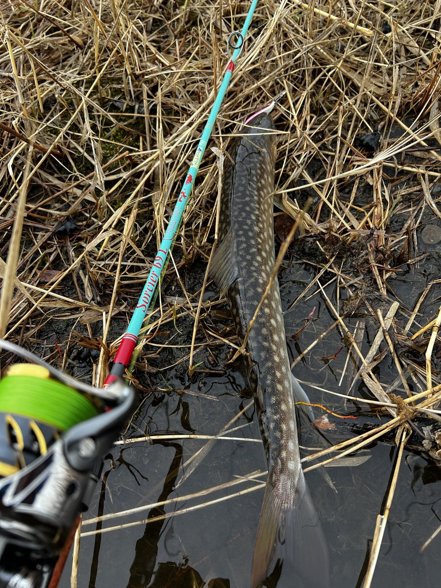 ロナウ兄 tweet media