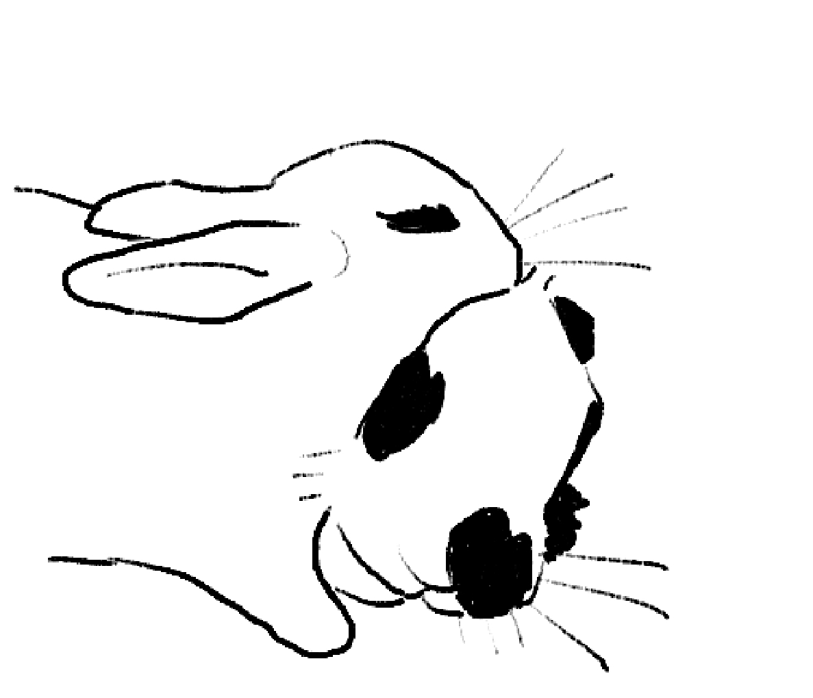 토끼 그리는 계정 tweet media