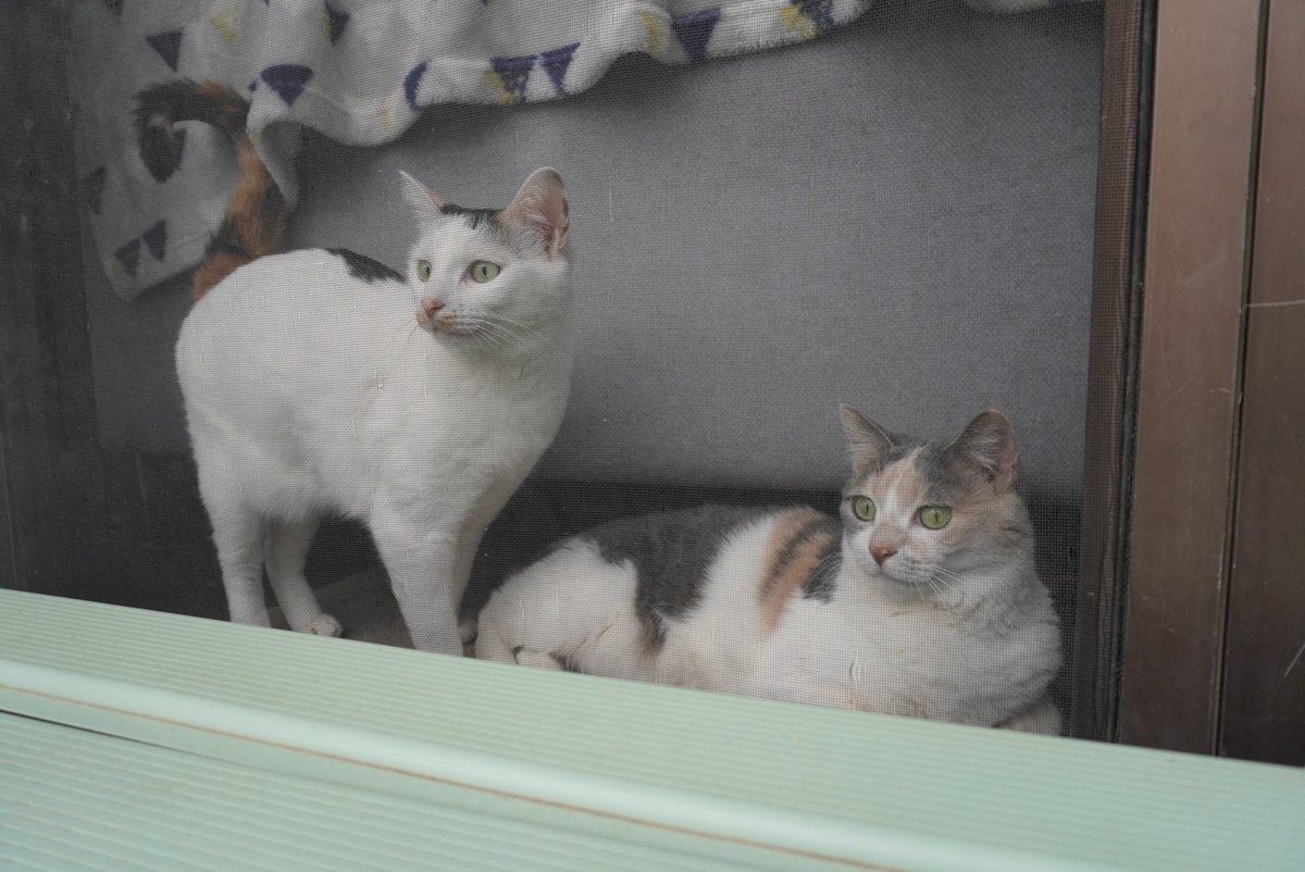 もも🍑 tweet media