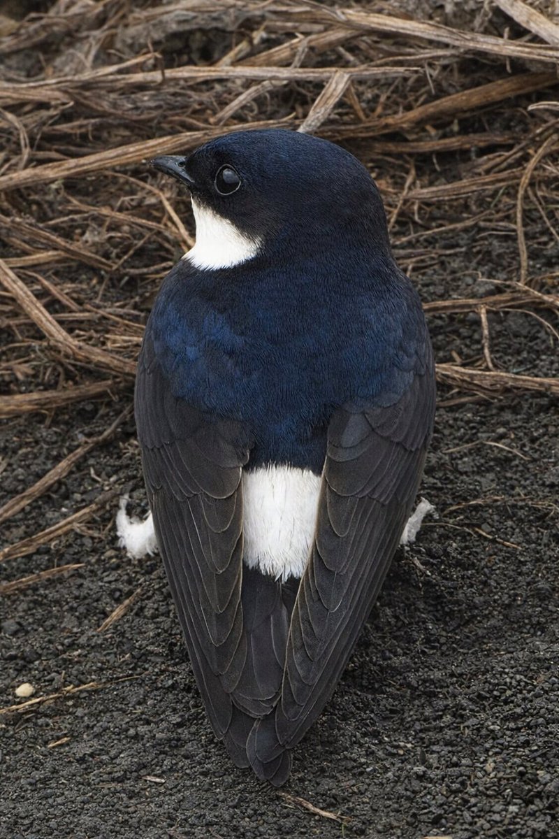 鳥見人🐦 tweet media