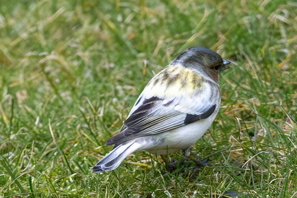 Anders Nilsson एंडर्स निल्सन tweet media