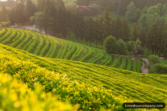 오로라 tweet media