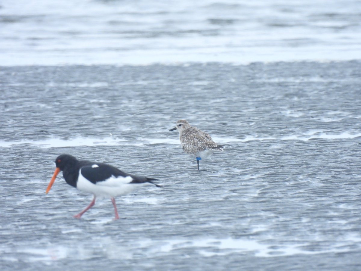 wakakusagakari's tweet image. 本日のダイジェスト
全然晴れなかったですね🌥
#オバシギ　#ハマシギ　#ミヤコドリ　#ミユビシギ　#ダイゼン　#オオソリハシシギ　#わかさんぽ