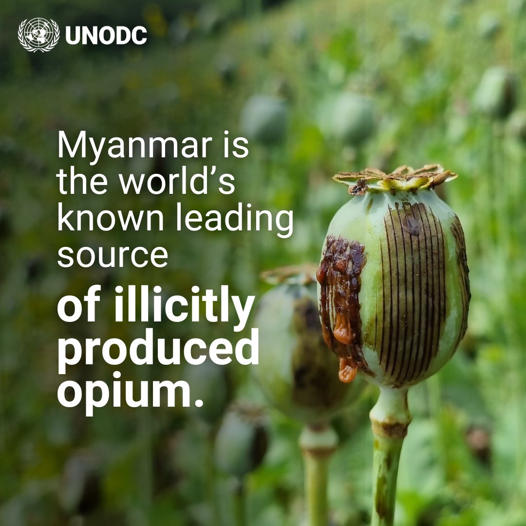 UNODC's tweet image. As Myanmar’s licit economy stays fragile, income from illicit opiates remains significant despite falling slightly from last year.

In 2025, 5.8 tons of heroin were consumed in Myanmar, and 65–116 tons were potentially exported, worth US$525–935 million.

ow.ly/9J5X50XB64X