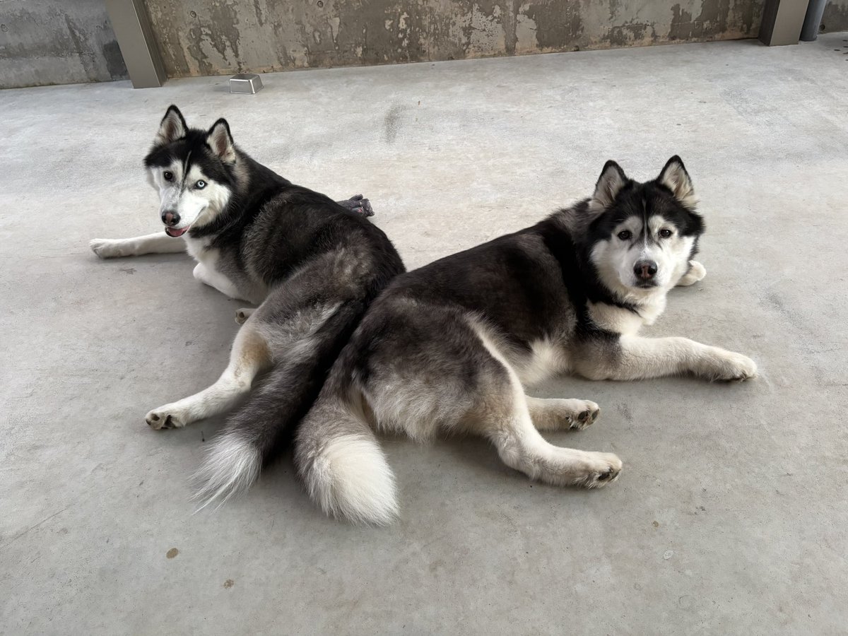 お散歩行ったあと
２人で仲良く休憩です

今日も歩いたねー🚶
#シベリアンハスキー