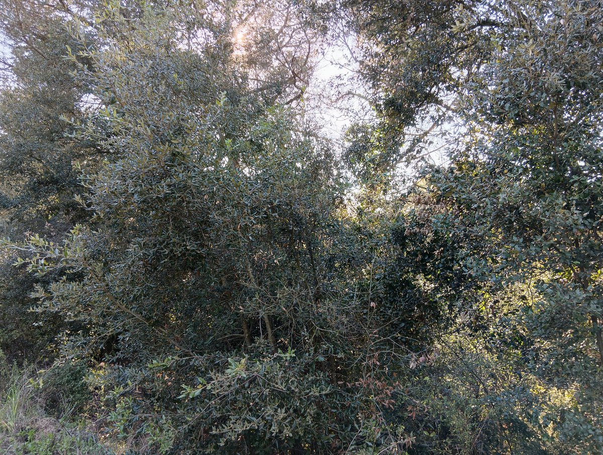 albert hola tweet media