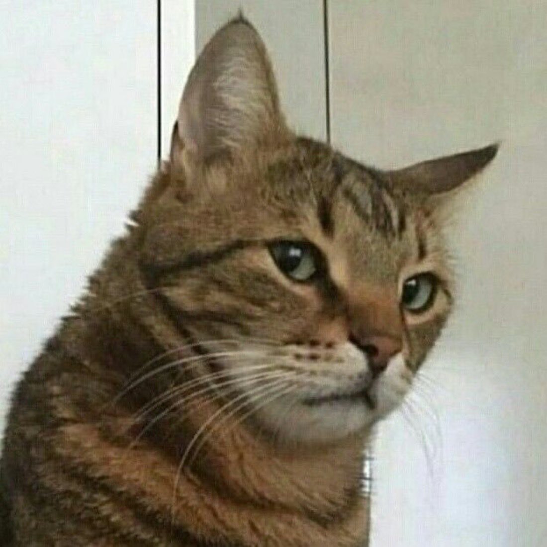 EmptyBrainTrader tweet media