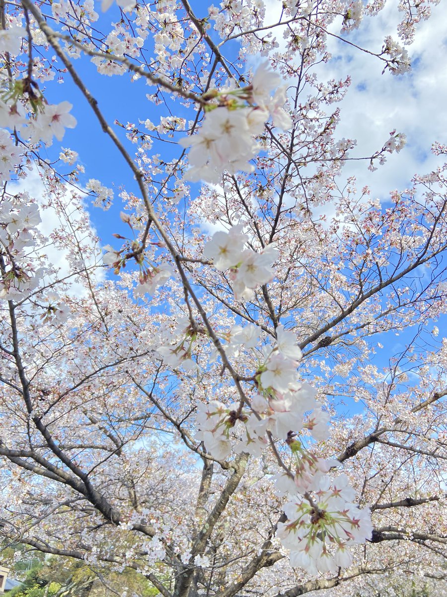 ゆめひろ♪ tweet media