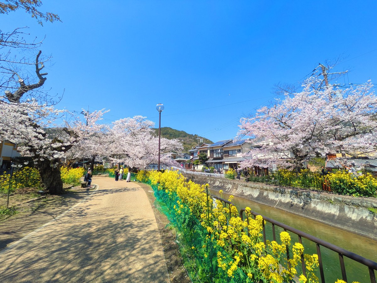 fffumihiro's tweet photo. あれから半月、まさに桃源郷ランニング状態に

数kmずーっと桜のトンネル！ 一年の中でこの光景の中を走れるのは今だけですね。最高すぎます

写真はそのうちまとめてブログにアップします（多分
#ランニング #桜 #山科疎水 https://t.co/YIFIPeh9ol